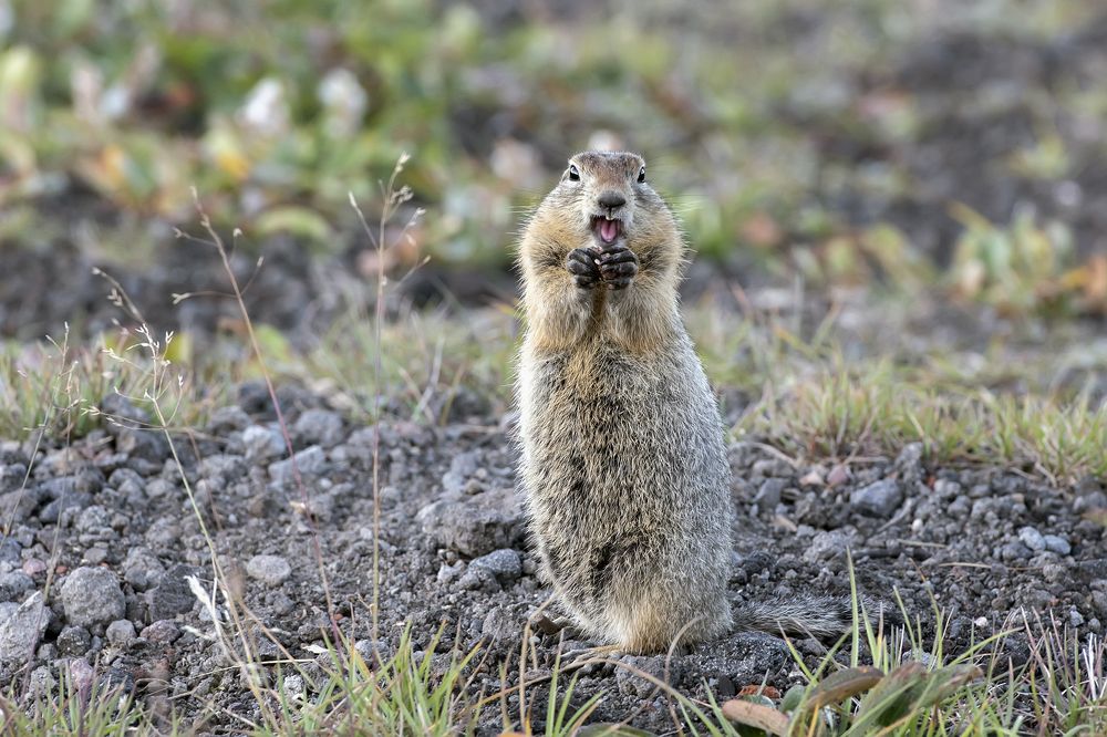 Евражка видит сыр... Евражку сыр пленил!