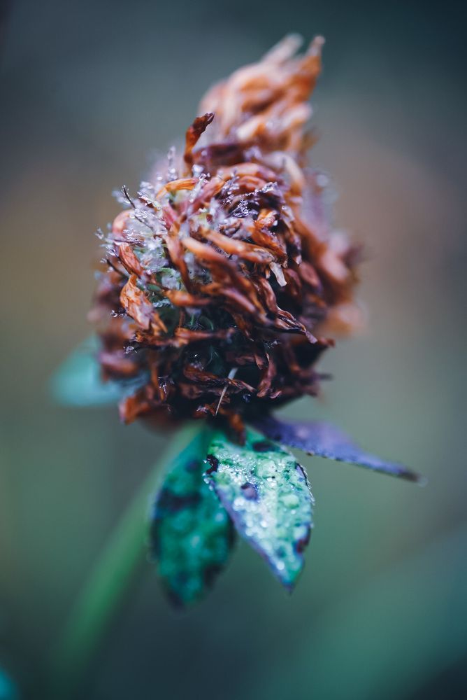 Фотография автора Алиса Чурчудесная