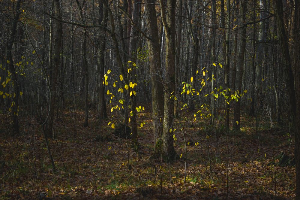 Photograph by Светлана Гонская