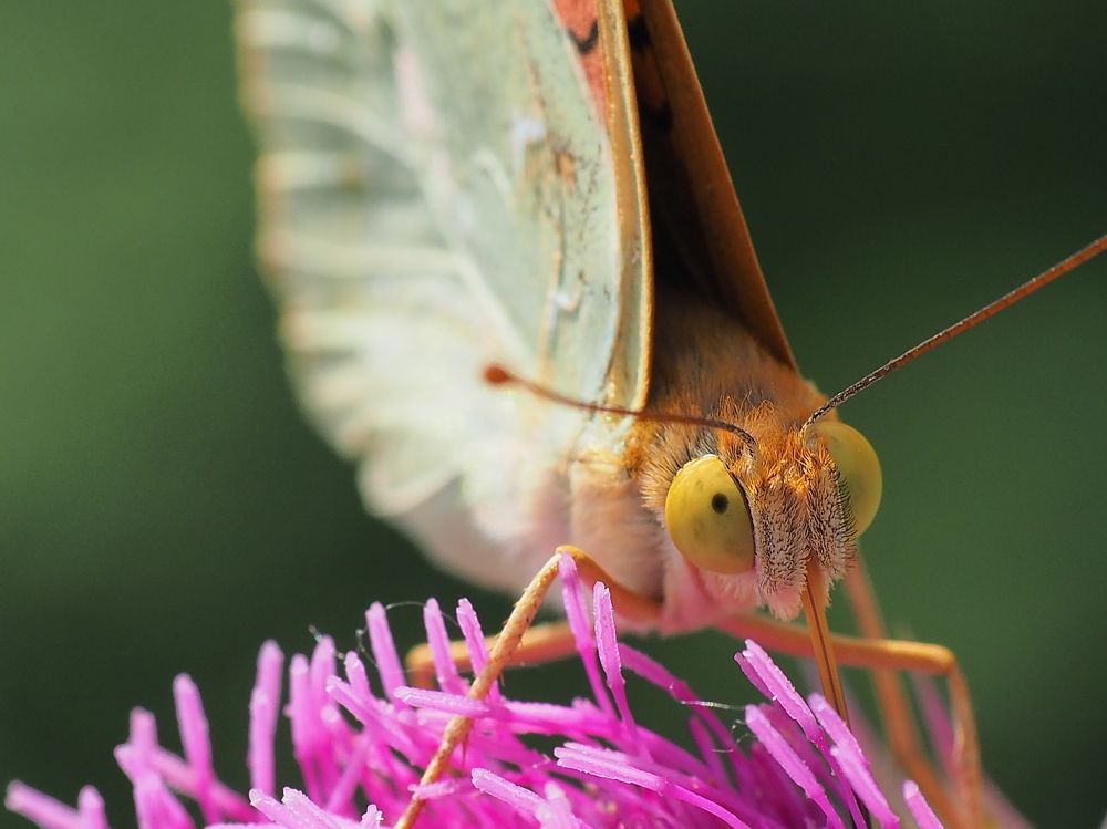Photograph by Александр Петренко