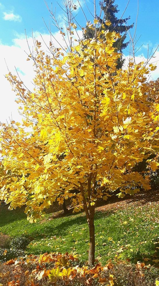 Фотография автора Amalazy Zim