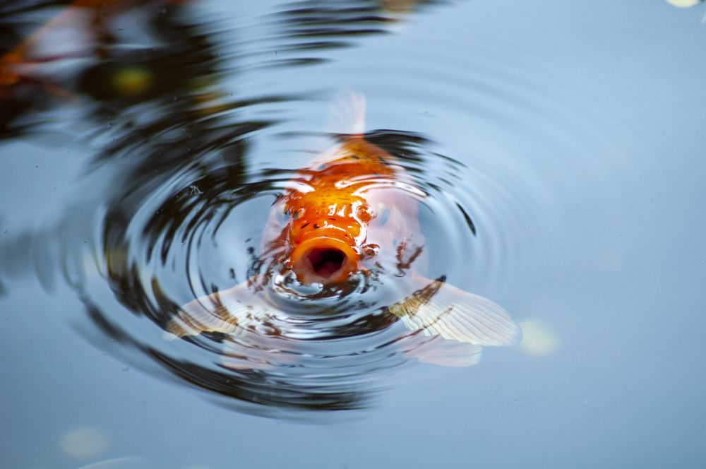 Photograph by Анастасия