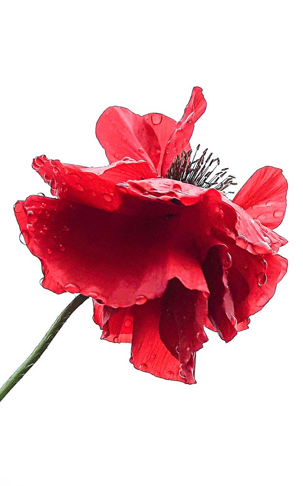 Photograph by Ксения Моськина