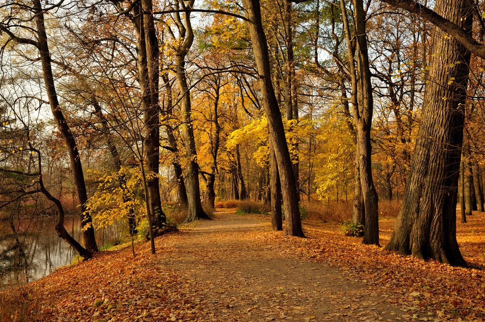 в осеннем парке...