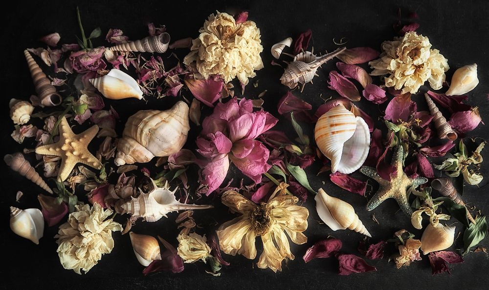 Цветы и ракушки