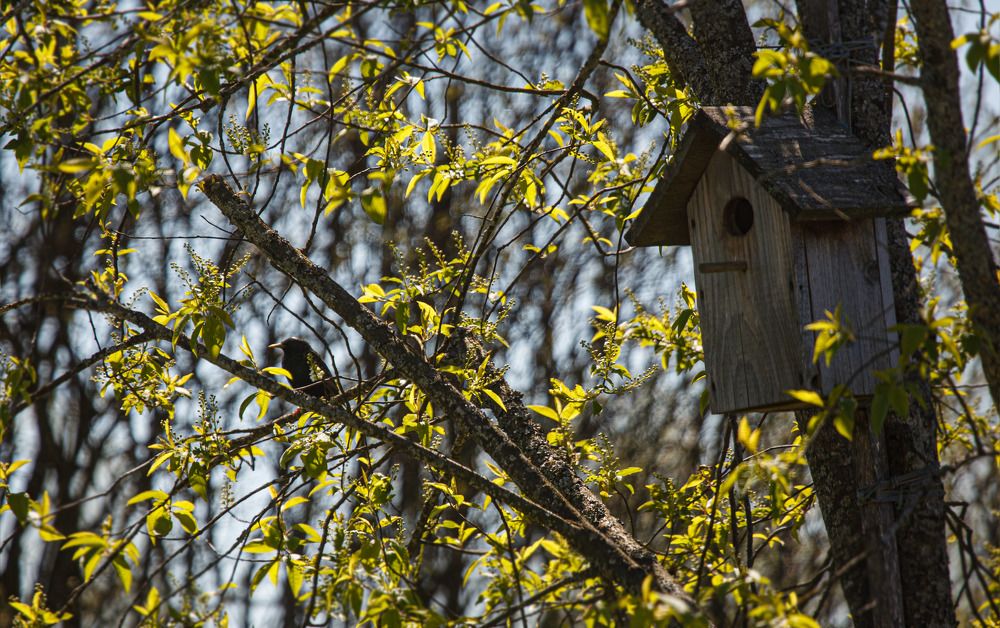 Весенние зарисовки