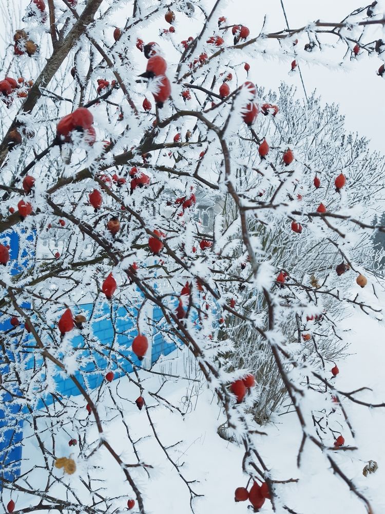 Фотография автора Ирина Лукьянчик