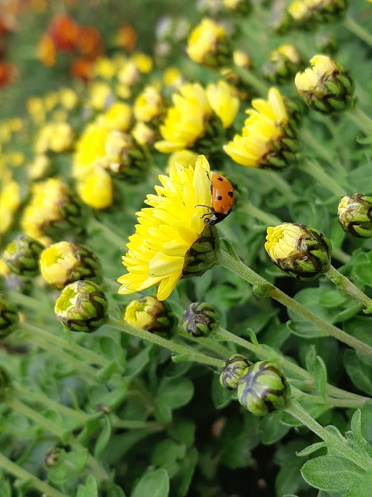 Фотография автора Ирина Лукьянчик