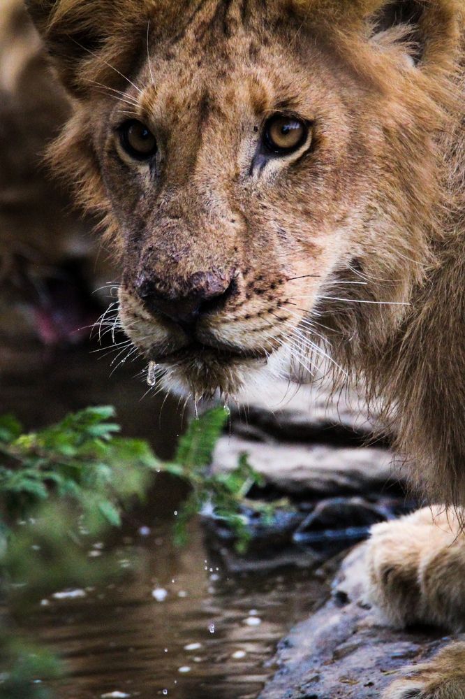 Photograph by THIBAUD Catherine