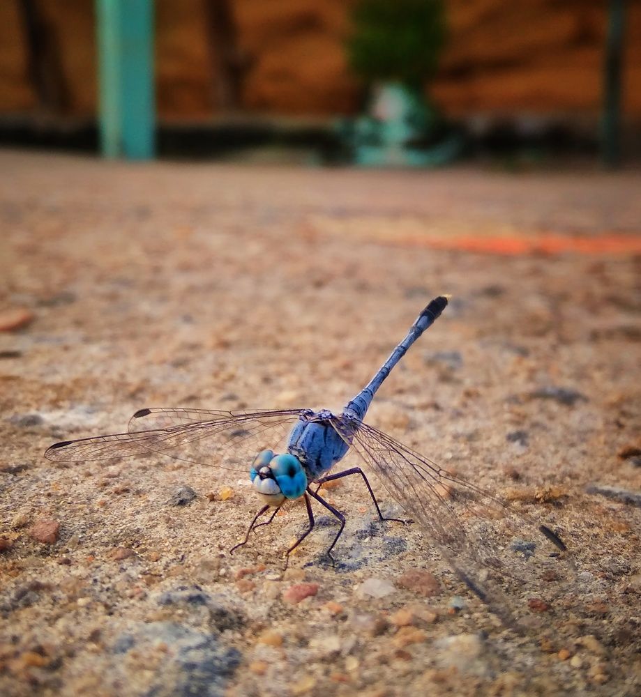 Photograph by Rohit pandit