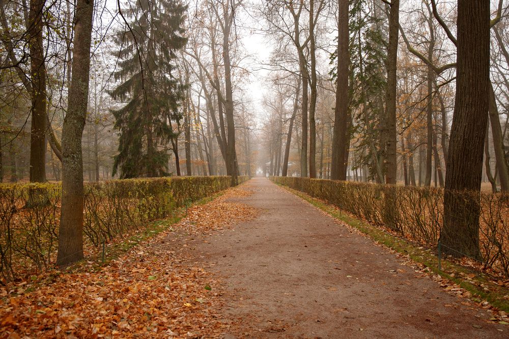 Фотография автора Елена Ельшина