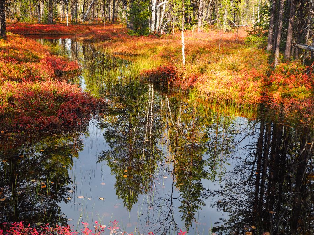 Осенняя тайга