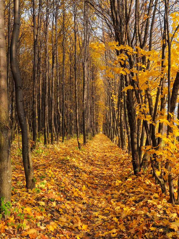 Осенняя аллея