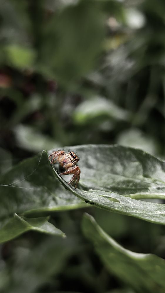 Jumping spider