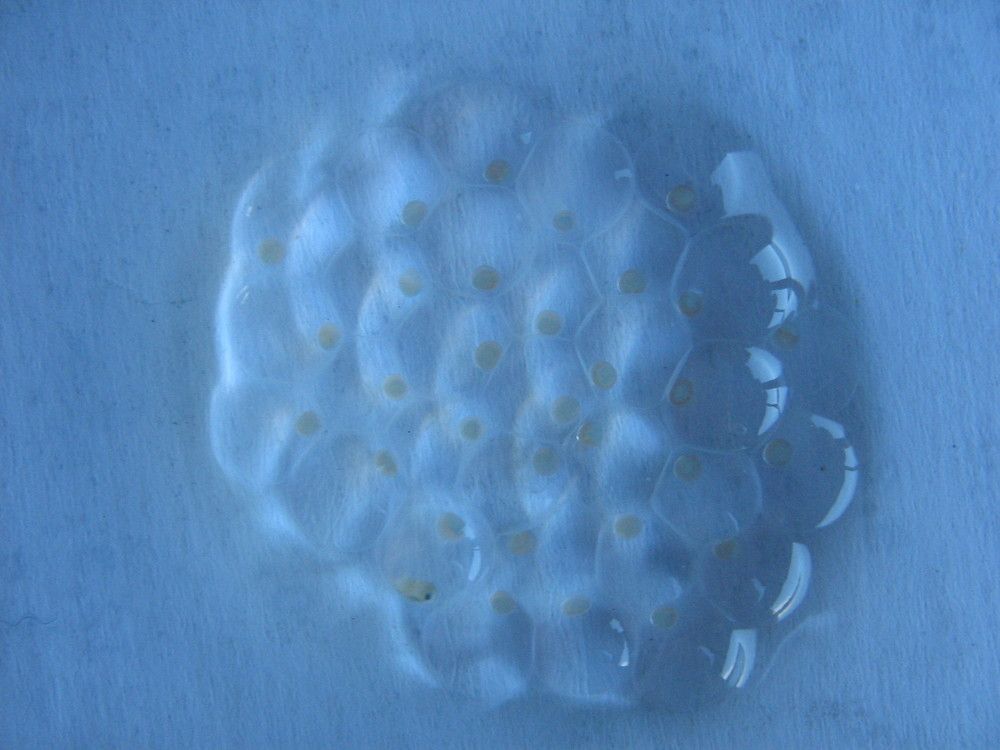 Photo #6612916