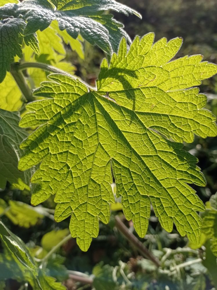 Photograph by НИНА АВЕРЬЯНОВА