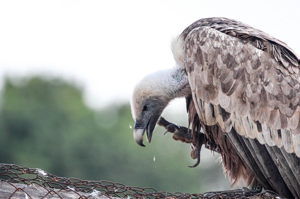 Photograph by Debbie Strauss