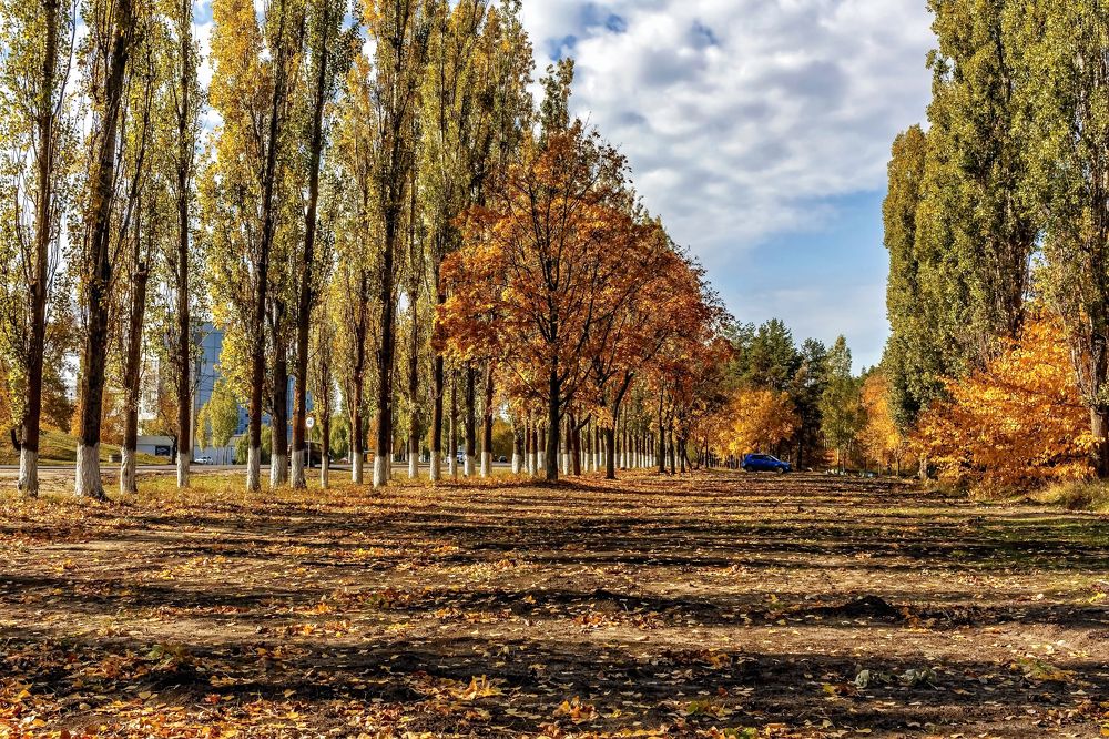 Утренний свет осени..