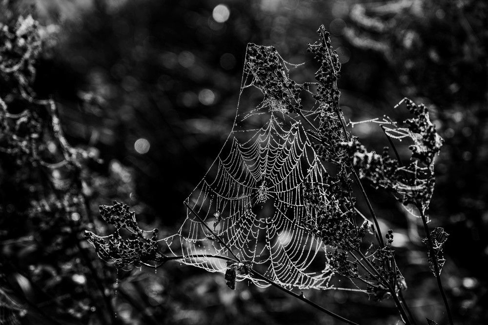 Photograph by Laima Kuriene