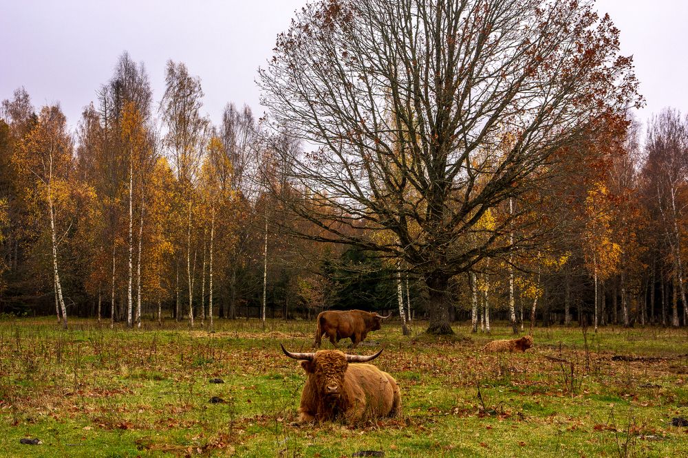Хайленды под дубом