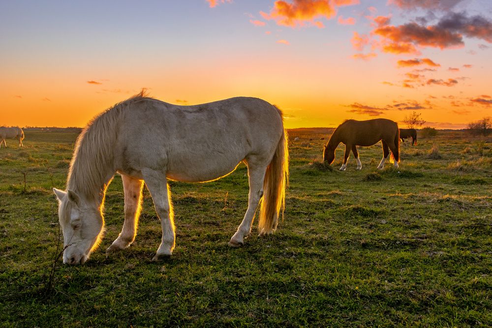 Лошади в лучах заката