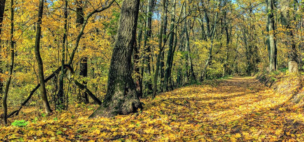 В осеннем лесу