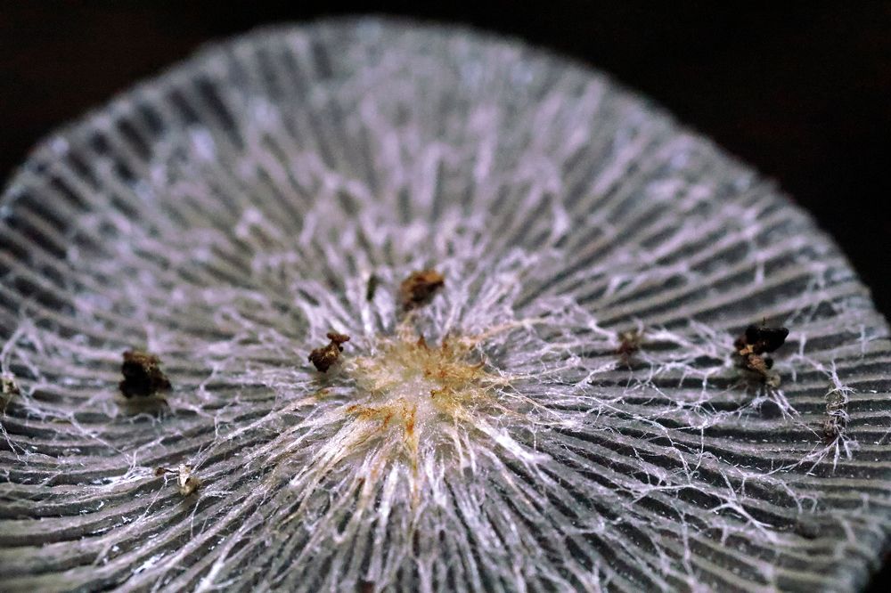 Photograph by R Hayati