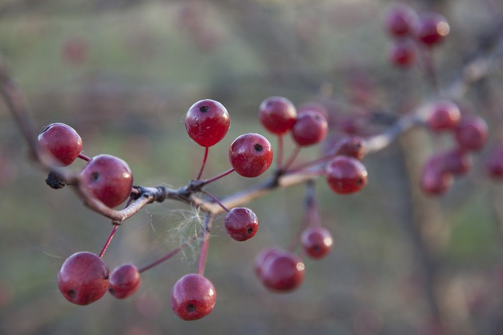 Photograph by Галина Щипакина