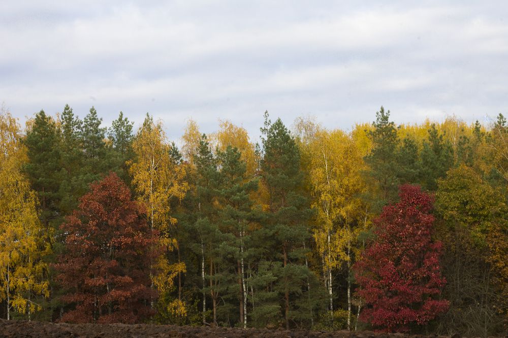Photograph by Дарья Ващенко-Панкина