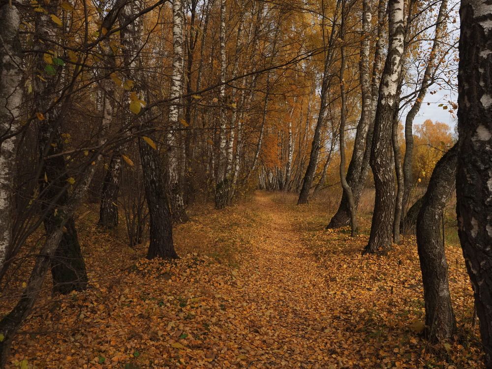 Photograph by Виктор Комиссаров