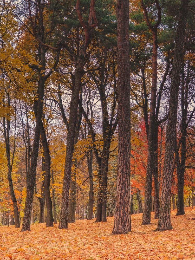 Photograph by Елена Башмакова