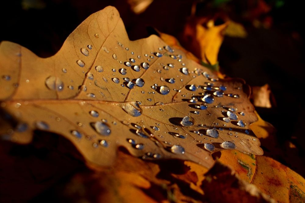 Слезы осени