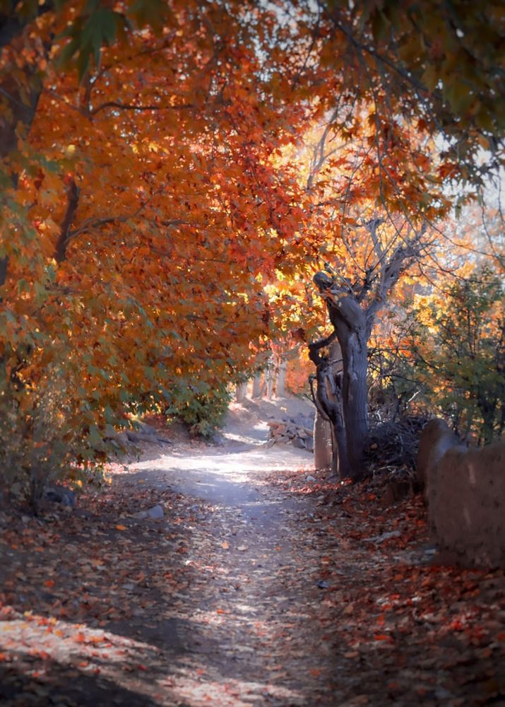 Фотография автора Mojtaba Gitinezhad