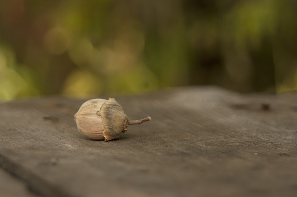 Photograph by Шикова Татьяна