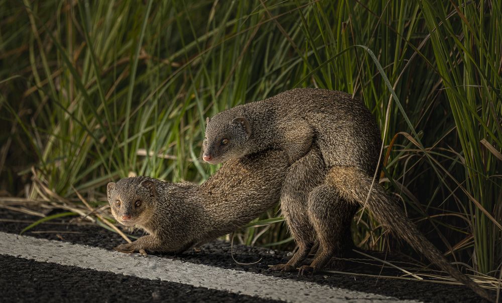 We don't want to be extinct.