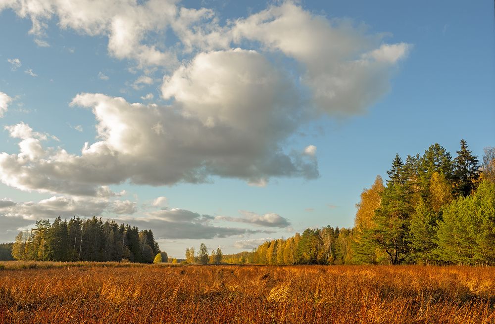 Photograph by Алла Толстая