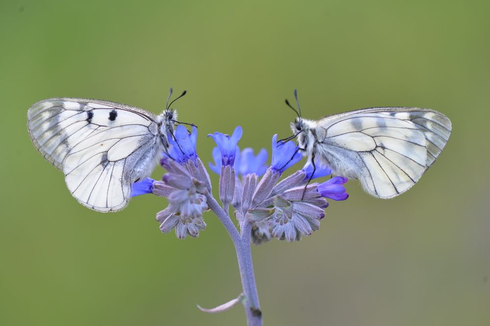 Фотография автора Mustafa ERCAN