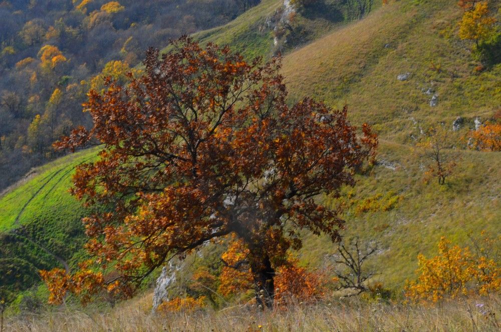 Photograph by Ольга Шевцова