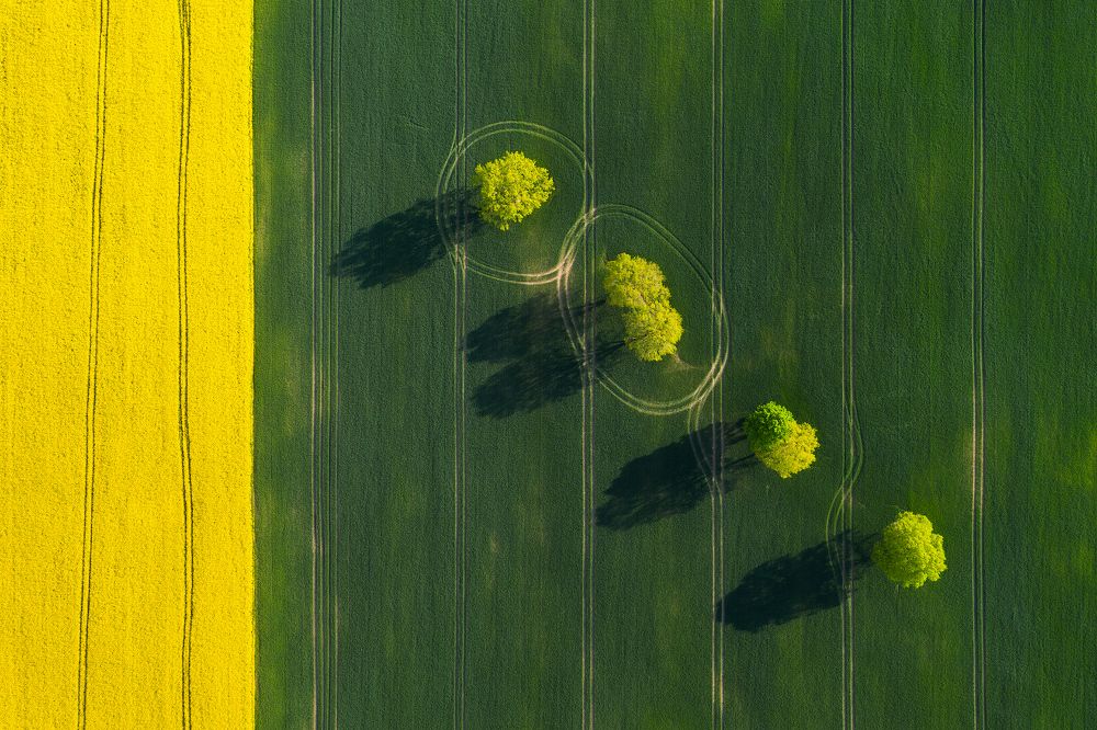 Над весенним полем