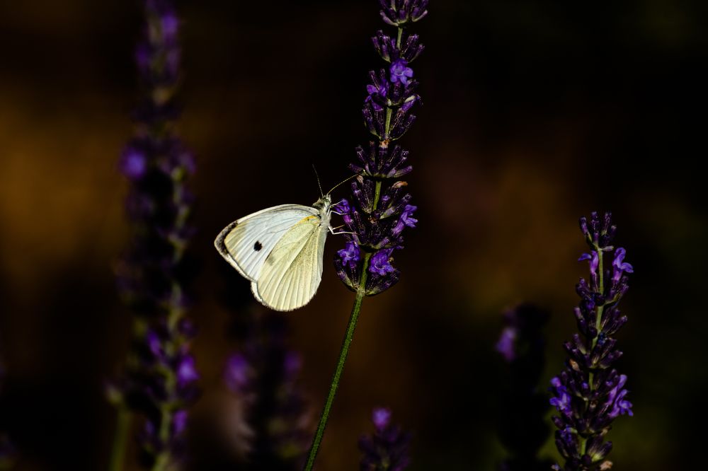 Photograph by Galina