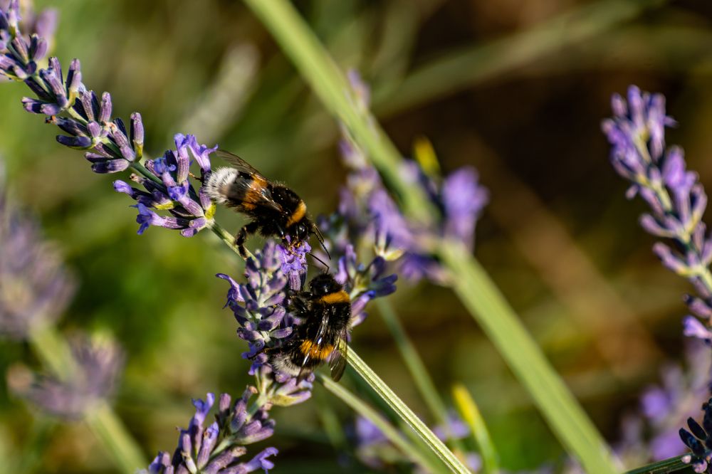 Photograph by Galina