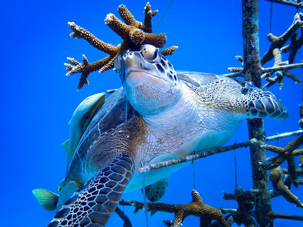 Her Highness Coral crowned Sea Turtle of Roatan with entourage