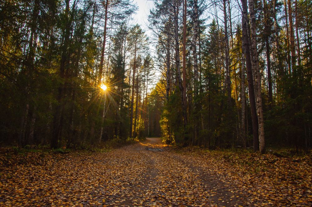 Осенний лес.
