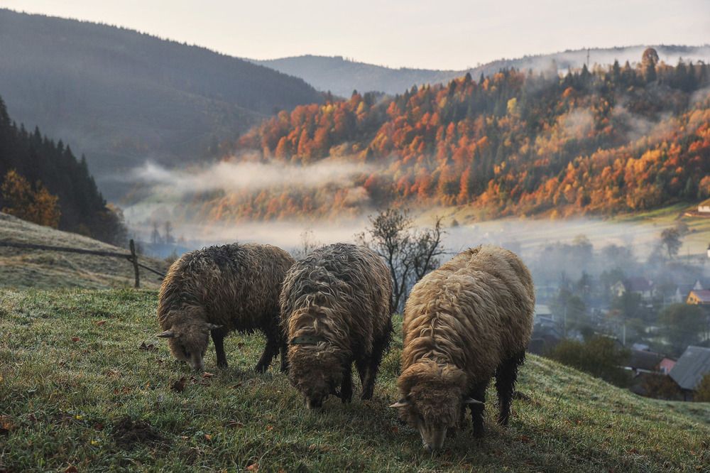 Photograph by Володимир Карчевський