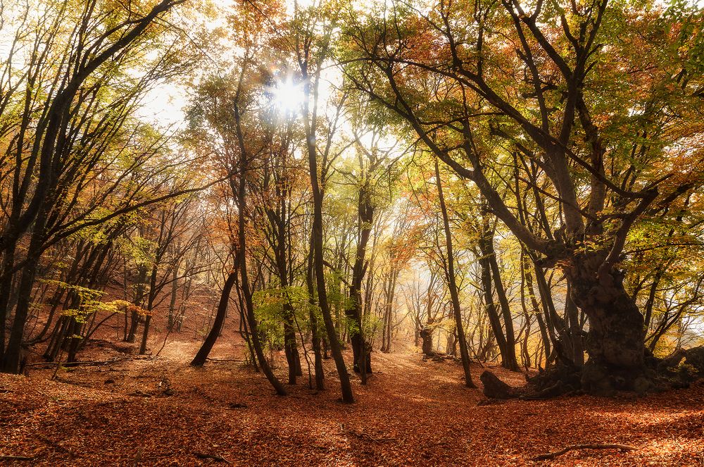 под пологом букового леса