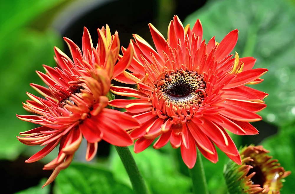 Photograph by Rajesh Dhungana