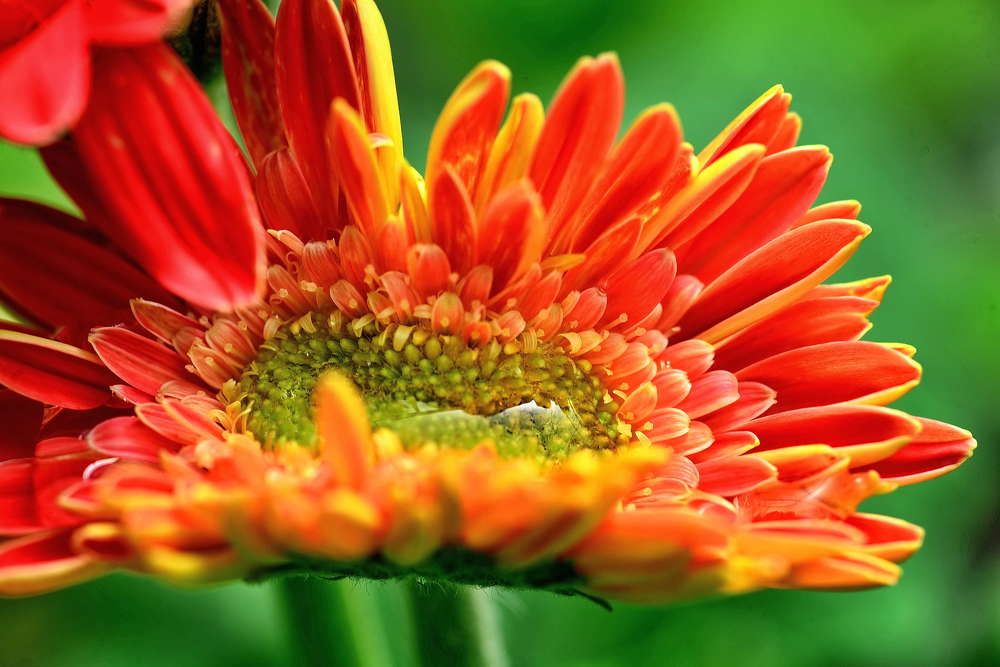 Photograph by Rajesh Dhungana