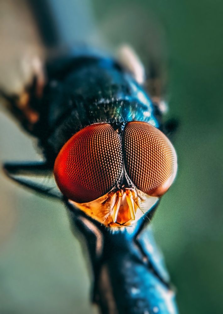 Photograph by Rohit Pawane