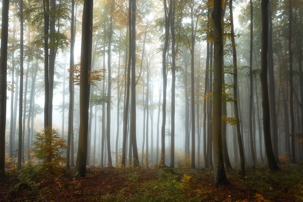 Photograph by Milan Samochin