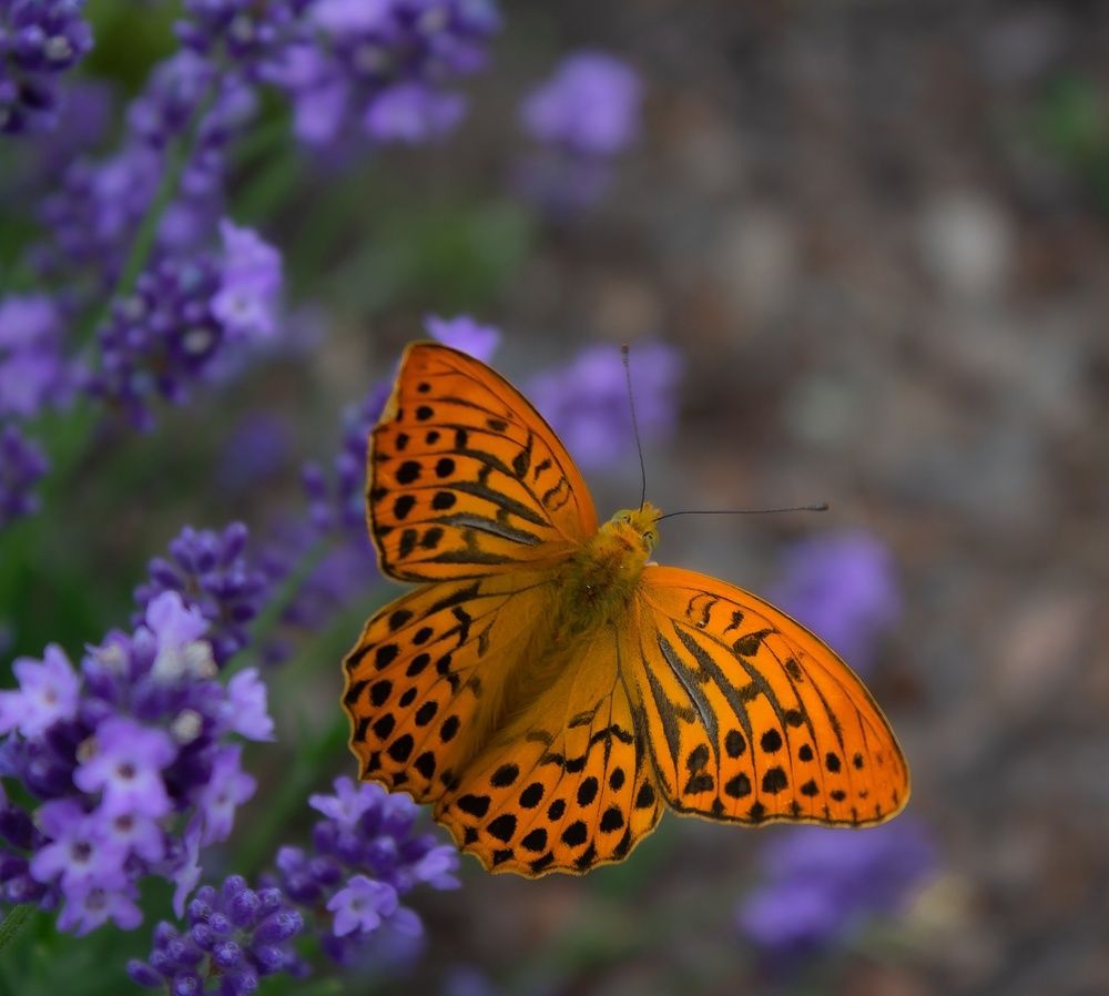 Большая перламутровая бабочка на лаванде